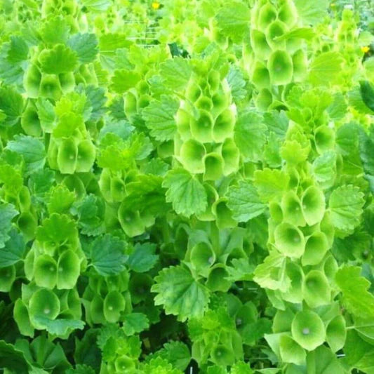 Bells of Ireland Flower Seeds up to 50%