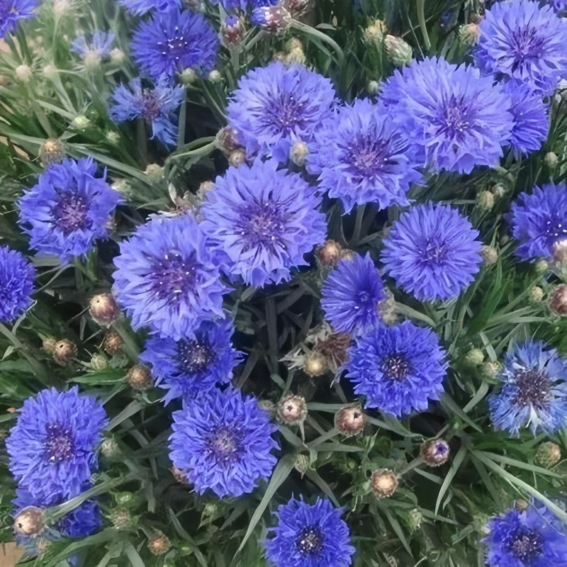 Cornflower / Bachelor Button Seeds - Deep Blue Larger Packet High Germination 1200-5000 Onsaleseeds