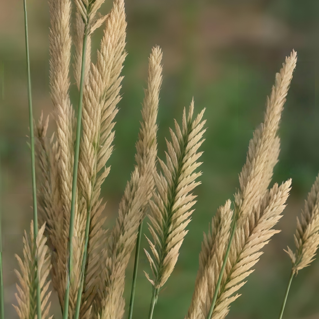 Crested WG Seeds up to 50%