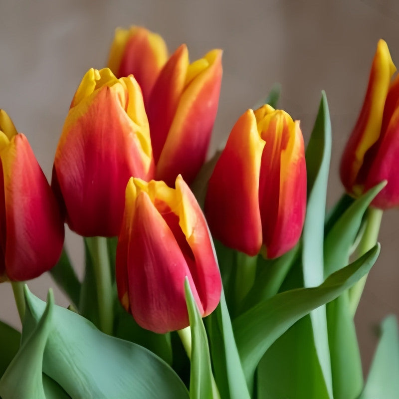 Tulip Bulbs - Paris Beauty