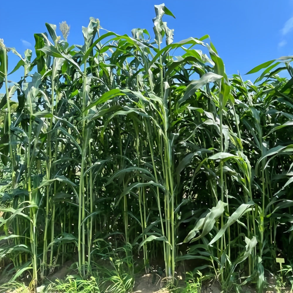 Sweet Sorghum Seeds up to 50%