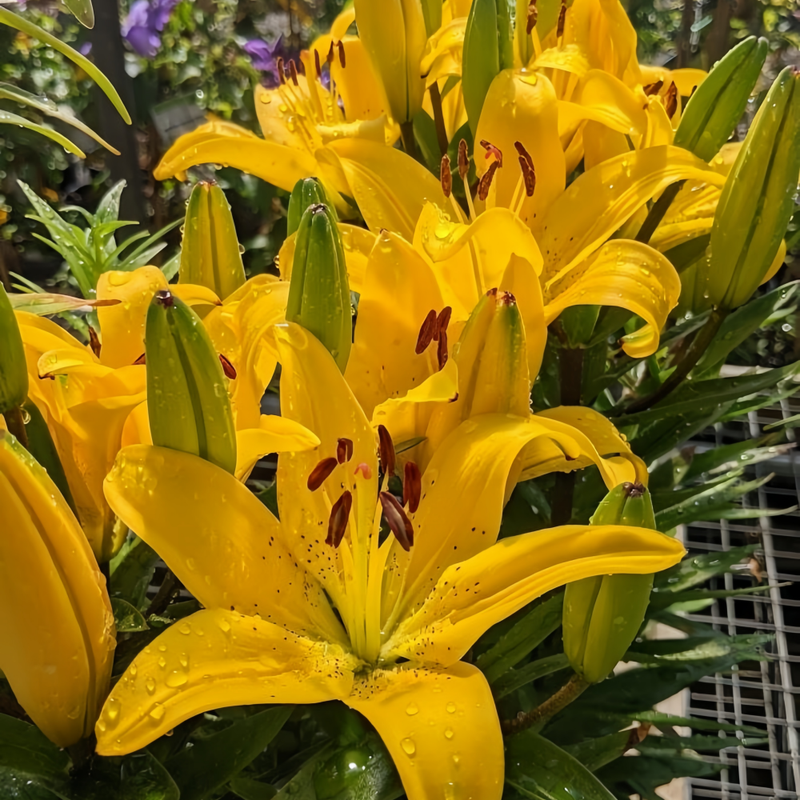 Perfume Lily Yellow Bulbs up to 50%