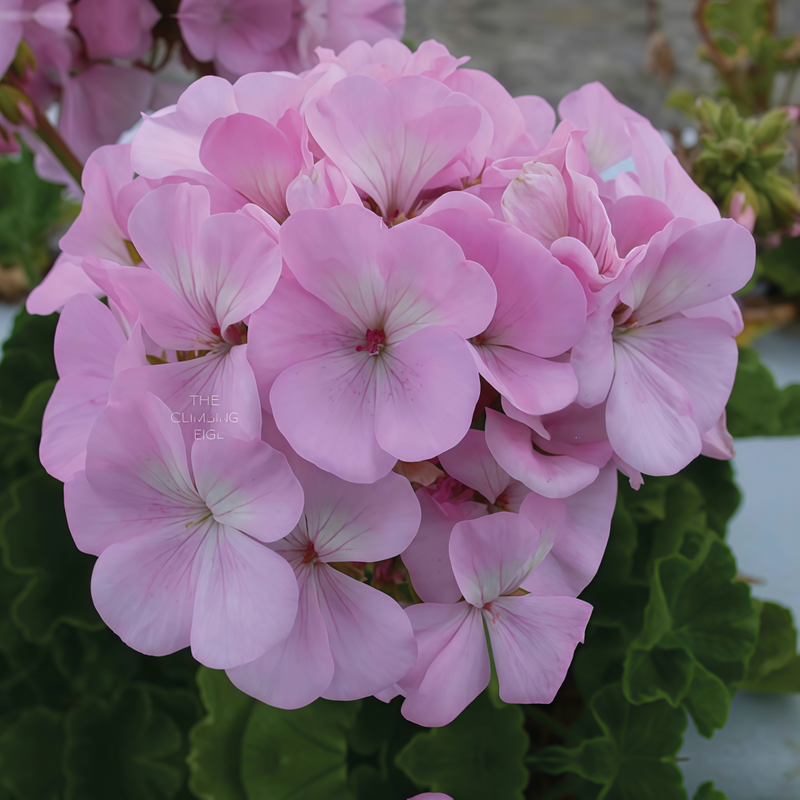 Pelargonium Rainbow Rose Seeds up to 50%