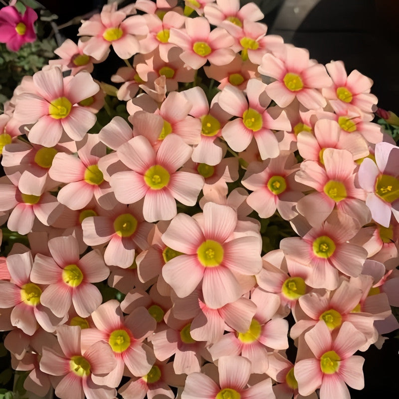 Oxalis Bulbs - Aurora