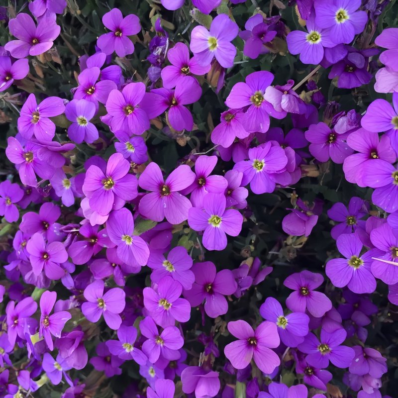 Aubrieta Purple Seeds up to 50%