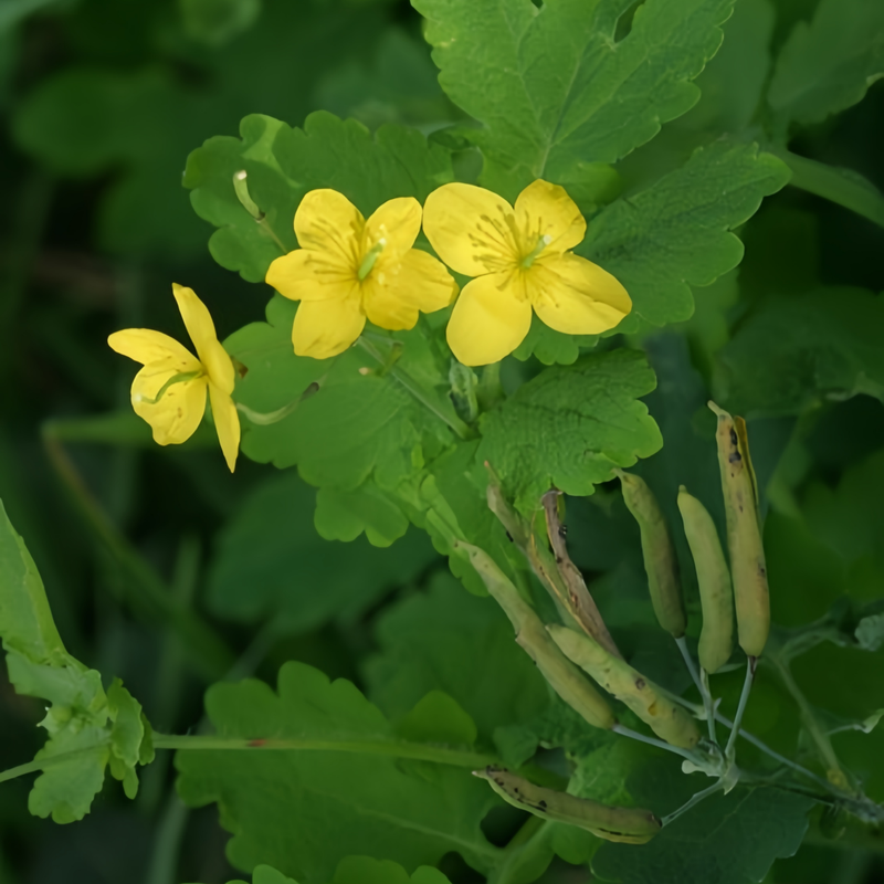 Chelidonium Majus Seeds up to 50% Large Pack · 1000-50000 Seeds