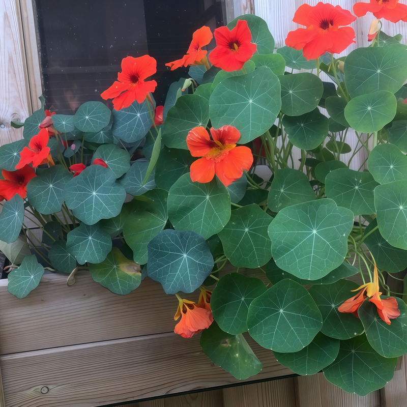 Nasturtium Seeds - Purplish Red Larger Packet High Germination 260-1200 Onsaleseeds