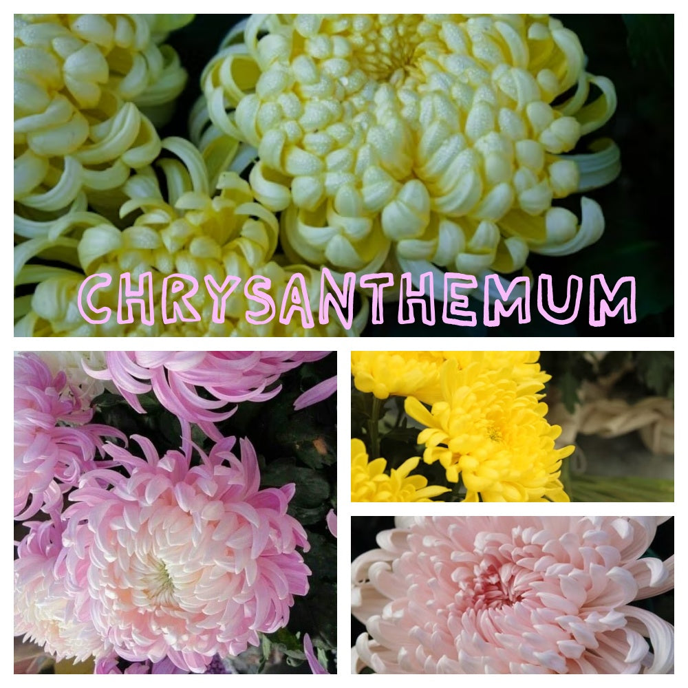 Chrysanthemums seeds up to 50%
