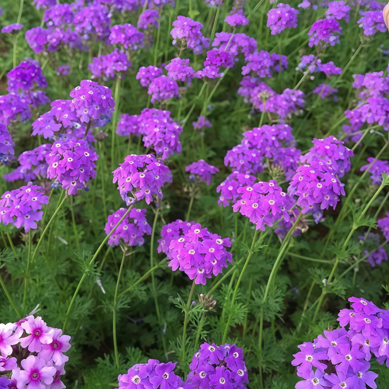 Verbena Seeds - Dark Purple Larger Packet High Germination 500-2500 Onsaleseeds