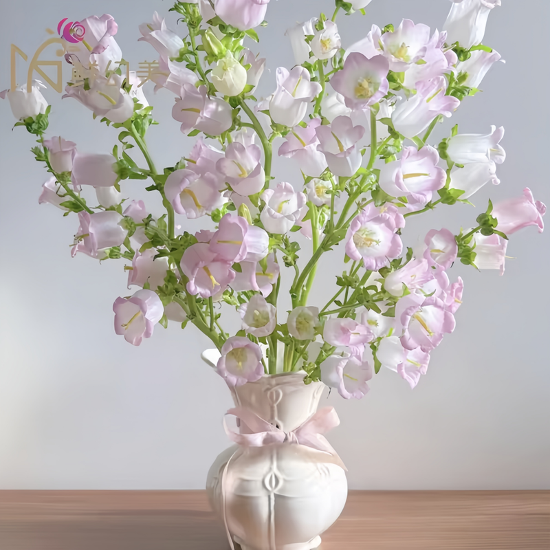 Campanula Mix Seeds up to 50%