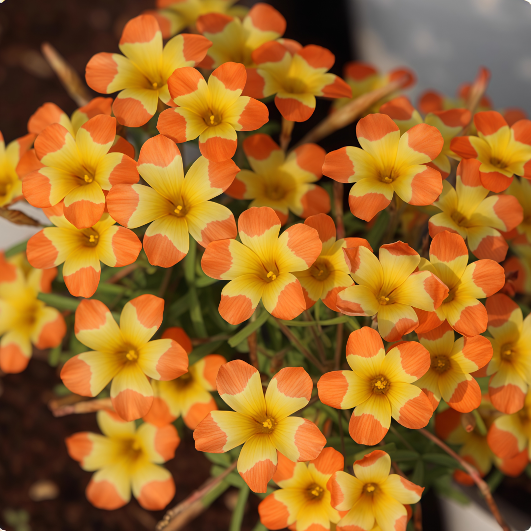 Oxalis Bulbs Collection – Pink, White, Peach Glow, Sunrise, Shy Moon, Medusa, Candy Box – Early Blooming Varieties