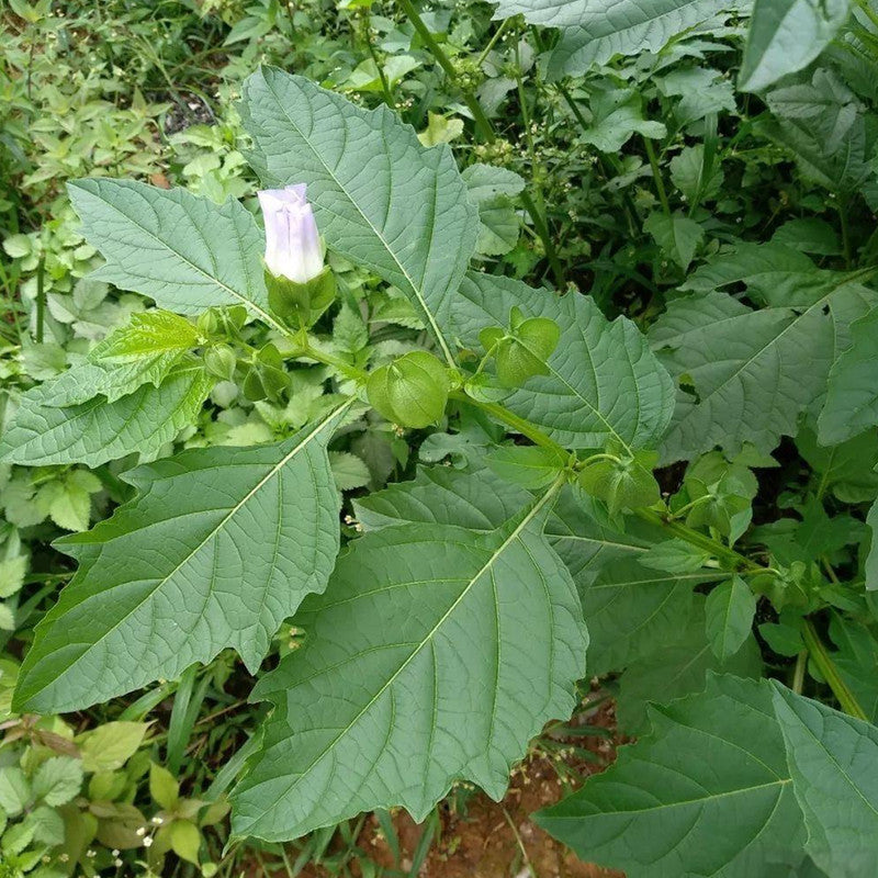 Nicandra Physalodes Light Seeds Purple up to 50% Large Pack · 250-1200 Seeds
