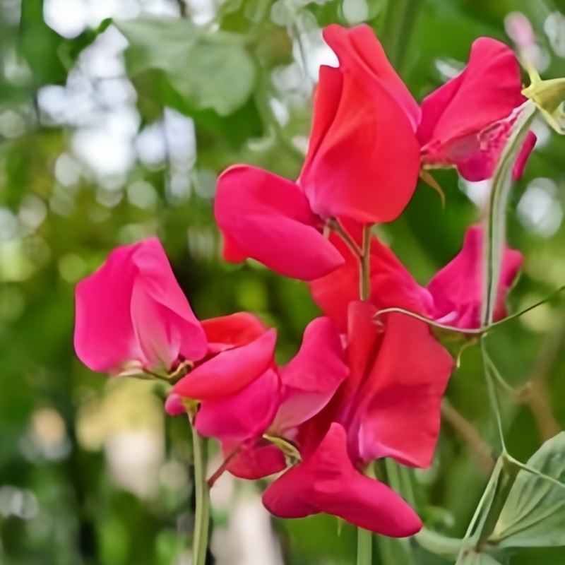 Sweet Pea Seeds - Red Larger Packet High Germination 240-1200 Onsaleseeds