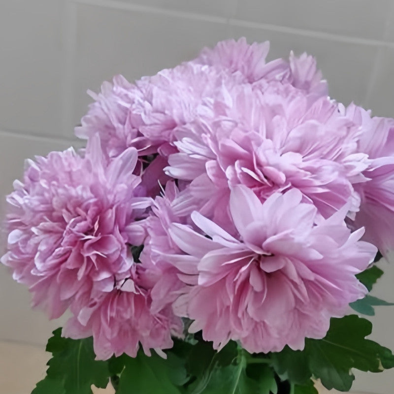 China Aster Seeds - Pink Larger Packet High Germination 1500-7500 Onsaleseeds