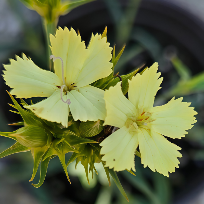 Dianthus Seeds - Yellow Larger Packet High Germination 500-5000 Onsaleseeds