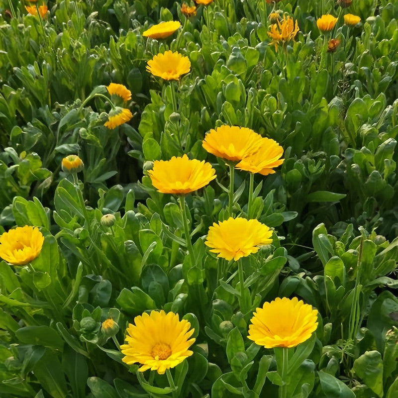 Calendula Seeds - Little Yellow Larger Packet High Germination 2000-10000 Onsaleseeds