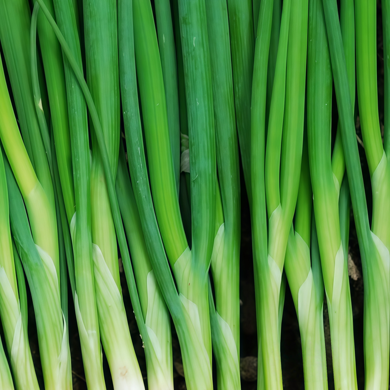 Allium Schoenoprasum - Larger Packet High Germination 1000-5000 Onsaleseeds