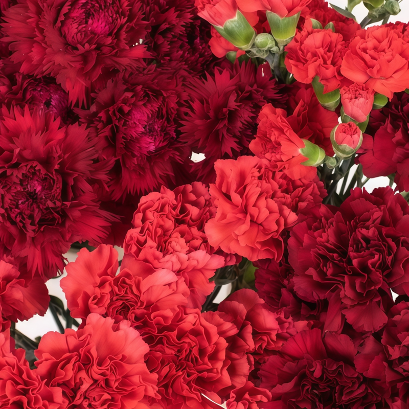 Dianthus Red Seeds up to 50%