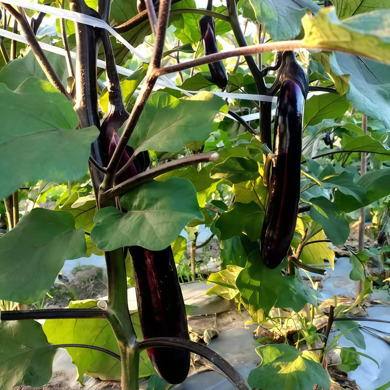 Solanum - Deep Purple Larger Packet High Germination 900-4500 Onsaleseeds