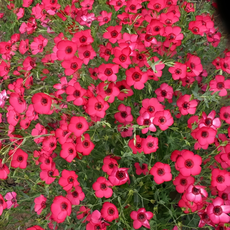 Linum Usitatissimum Red Seeds up to 50% Large Pack · 1800-9000 Seeds
