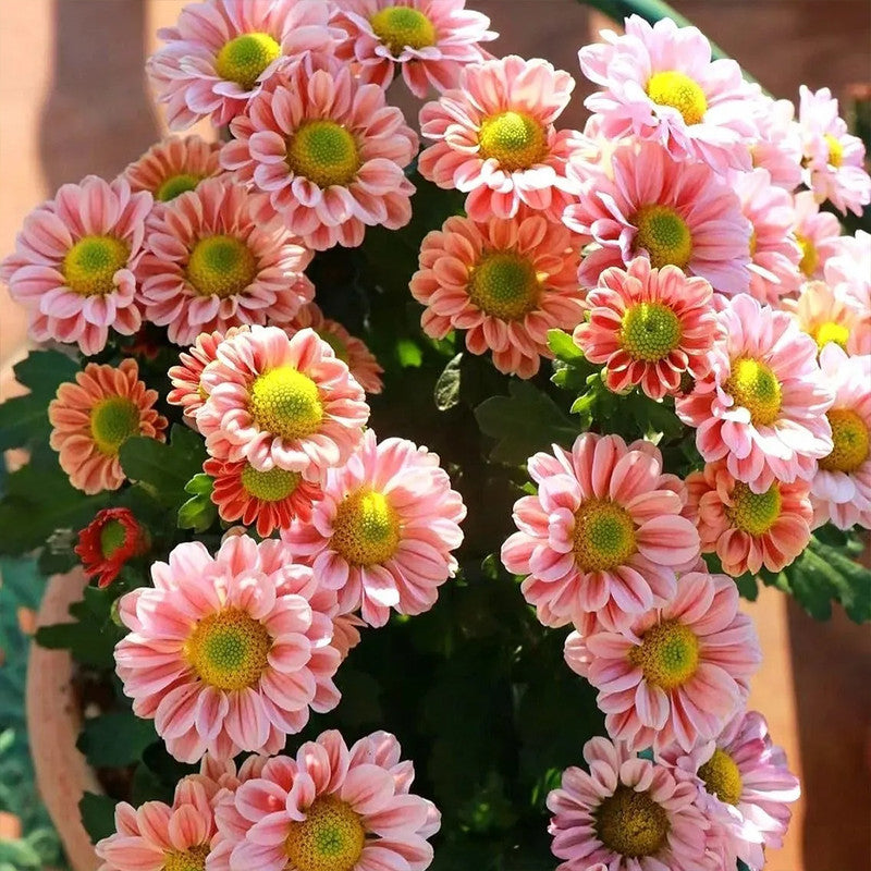 Bellis Pink Seeds up to 50%