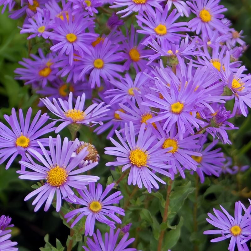 Aster Snowy Blue Seeds up to 50%