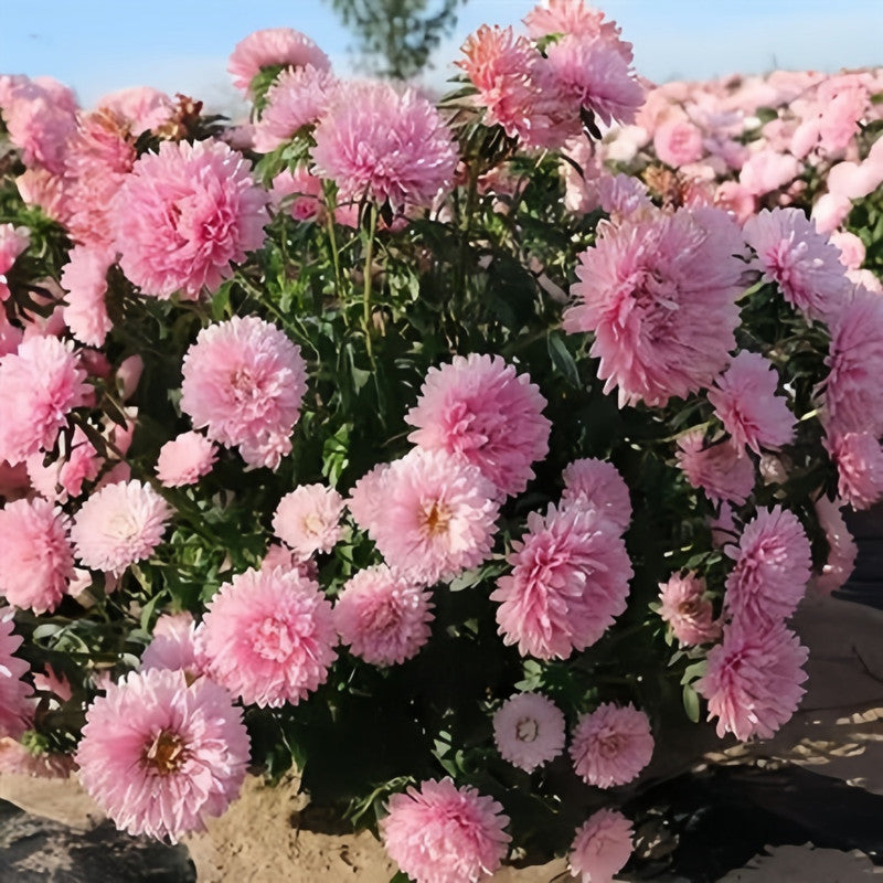 China Aster Seeds - Light Pink Larger Packet High Germination 1500-7500 Onsaleseeds