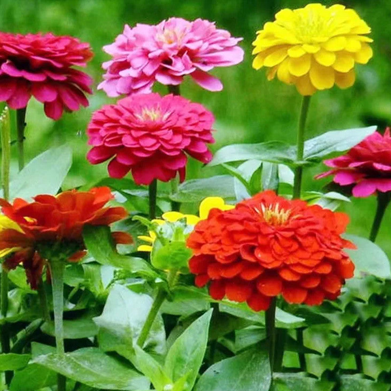 Zinnia Elegans Seeds - Pink Larger Packet High Germination 300-1500 Onsaleseeds