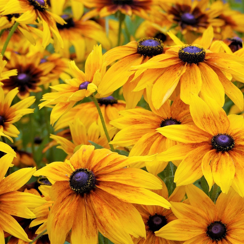 Black-Eyed Susan Seeds up to 50%