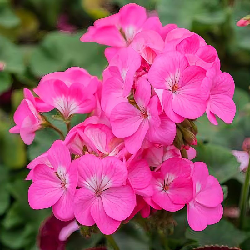 Pelargonium Pink Seeds up to 50%