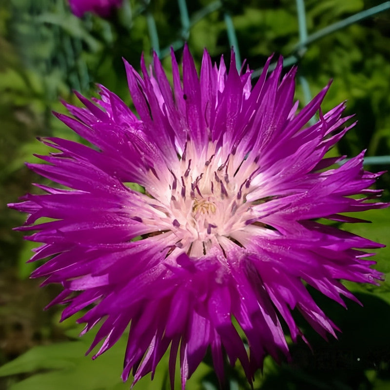 Cornflower / Bachelor Button Seeds - Purplish Red Larger Packet High Germination 600-3000 Onsaleseeds