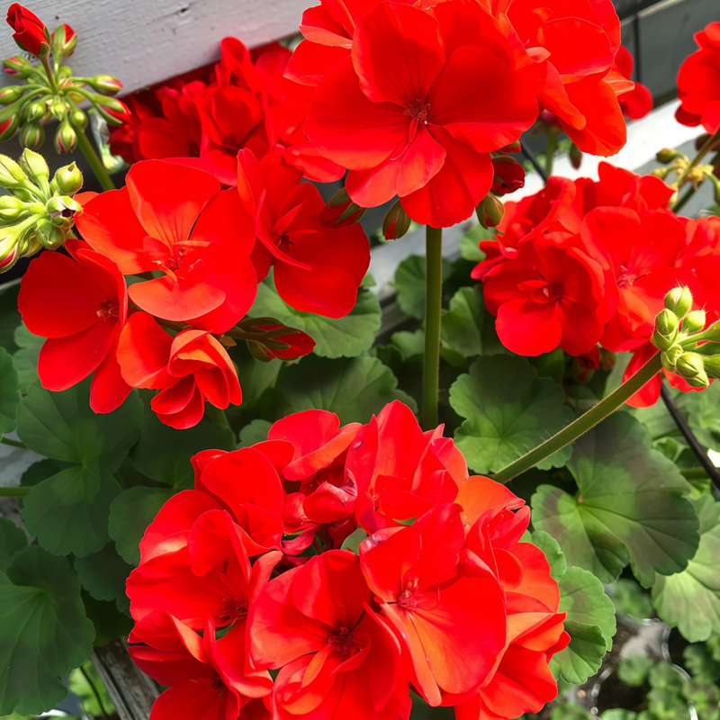 Pelargonium Crimson Seeds up to 50%