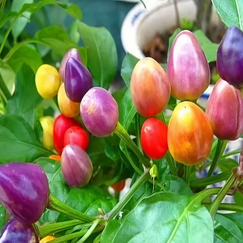 Capsicum Annuum Var. - Pearl Larger Packet High Germination 600-3000 Onsaleseeds