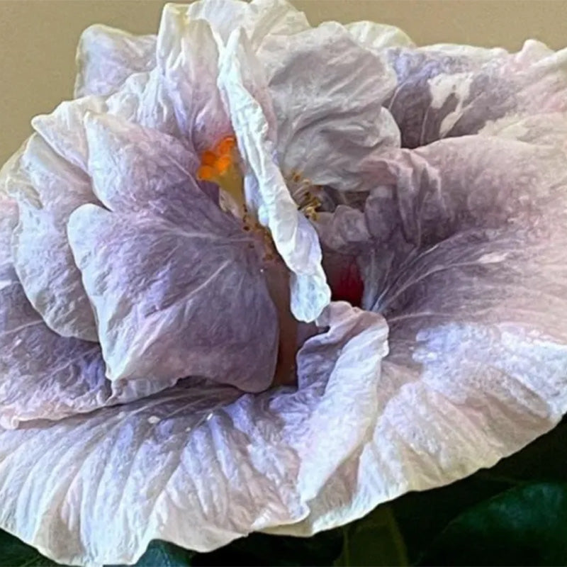 Hibiscus Double Luna up to 50%