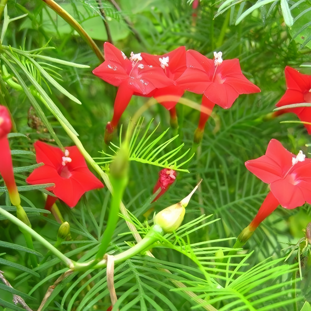 Ipomoea Quamoclit Seeds - Red High Germination Onsaleseeds