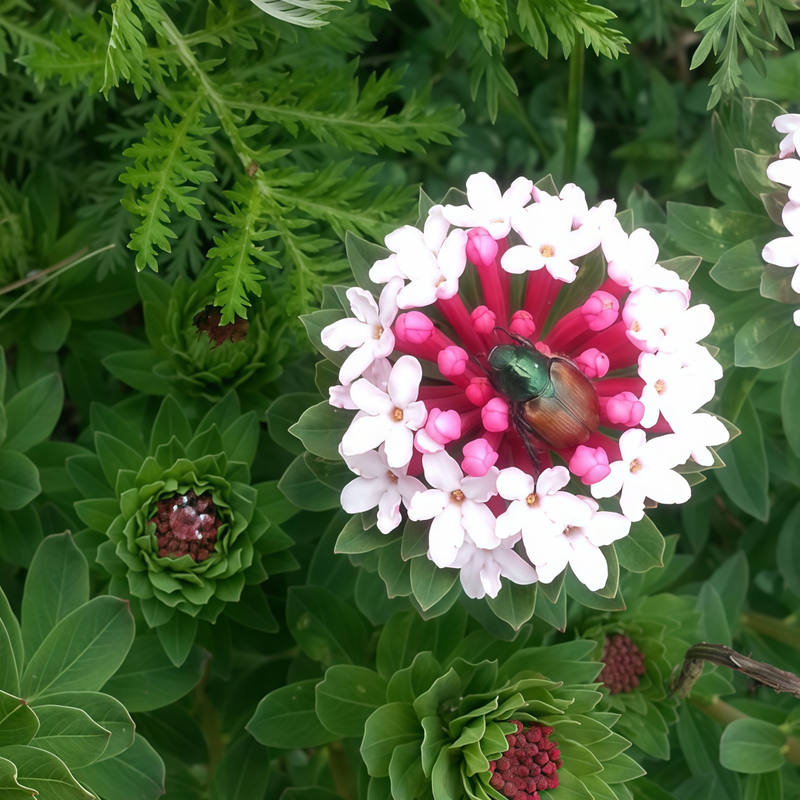 Stellera Chamaejasme L. Pink Seeds up to 50%