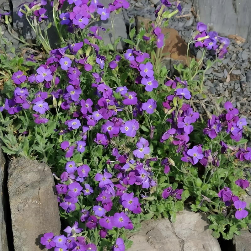 Cerastium Arvense Seeds - Purple Larger Packet High Germination 260-1200 Onsaleseeds