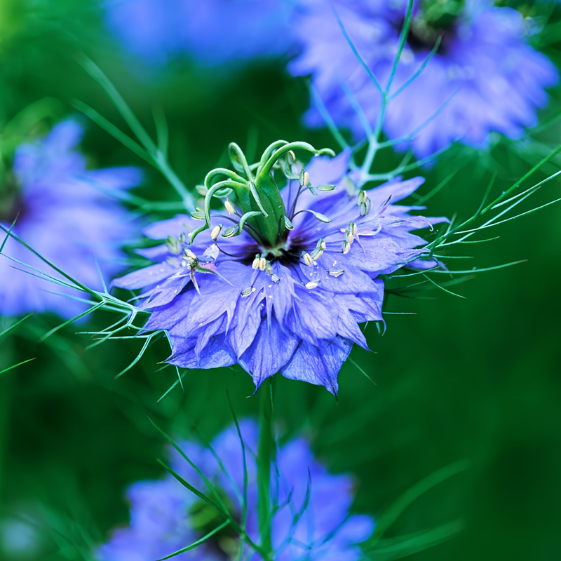 Love In A Mist Seeds - Light Purple Larger Packet High Germination 4000-20000 Onsaleseeds