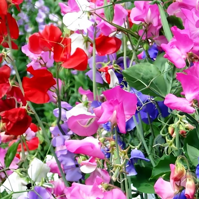 Sweet Pea Seeds - Diana Mix Larger Packet High Germination 240-1200 Onsaleseeds