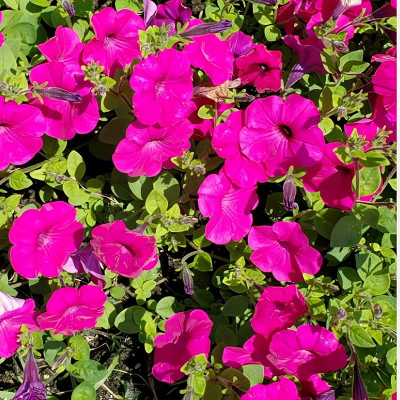 Petunia Hybrida Seeds - Rose Red Medium Flower Larger Packet High Germination 1000-5000 Onsaleseeds