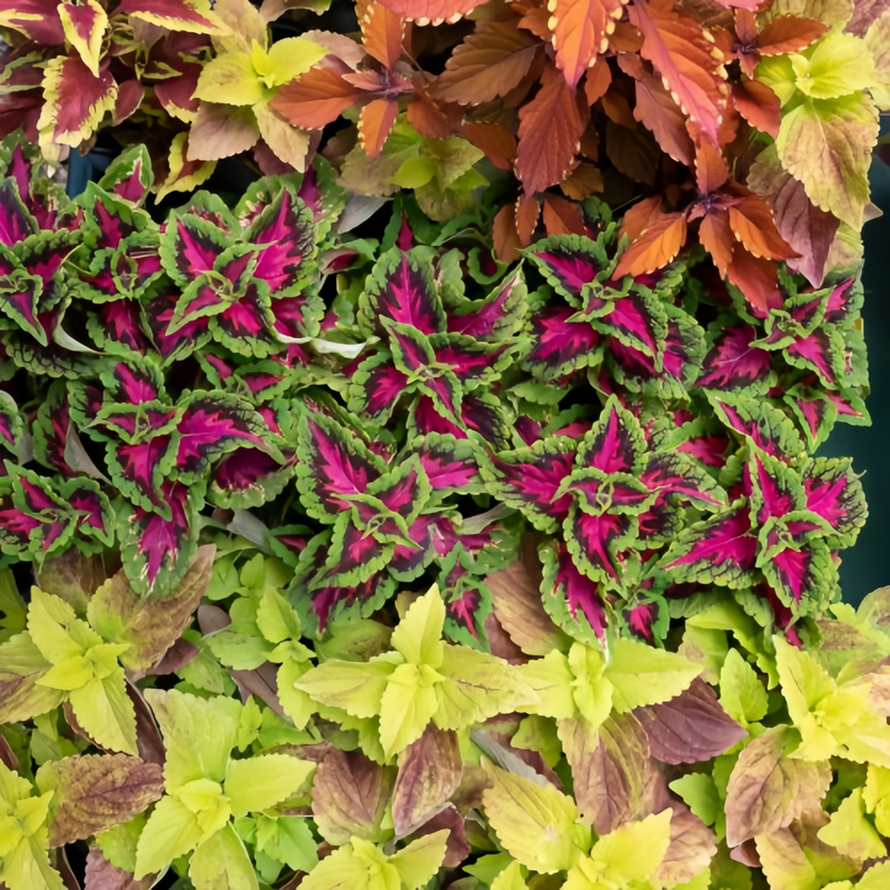 Coleus Seeds - Mix Rainbow Larger Packet High Germination 1500-7500 Onsaleseeds
