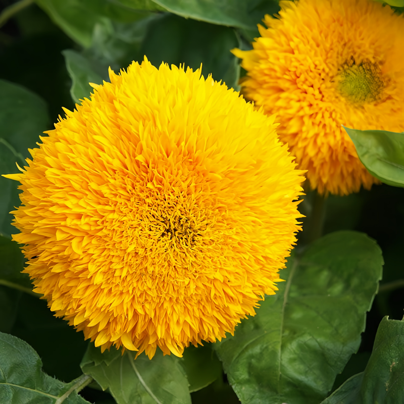 Strawflower Seeds - Yellow Larger Packet High Germination 1800-9000 Onsaleseeds