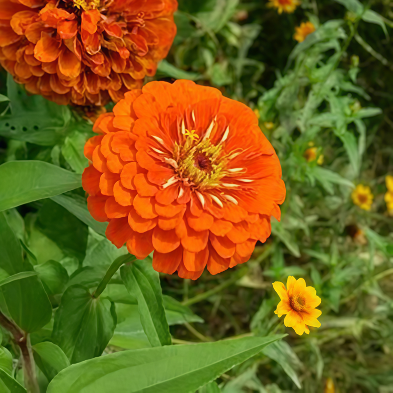 Zinnia Elegans Seeds - Tangerine Orange Larger Packet High Germination 300-1500 Onsaleseeds