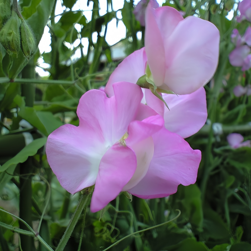 Sweet Pea Seeds - Pink Larger Packet High Germination 120-5000 Onsaleseeds