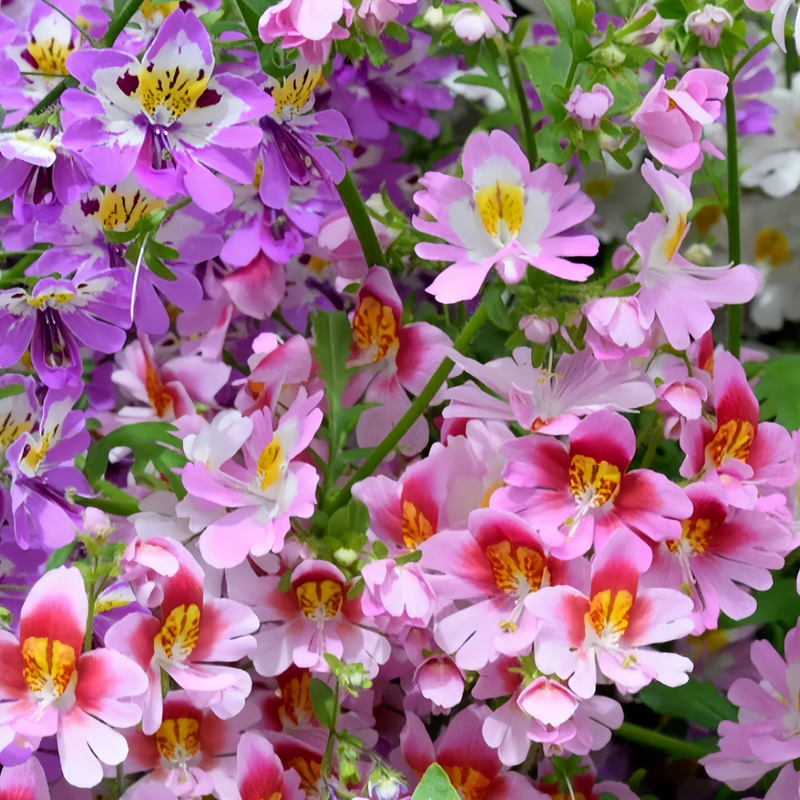 Schizanthus Pinnatus Mix Seeds up to 50% Large Pack · 1500-7500 Seeds