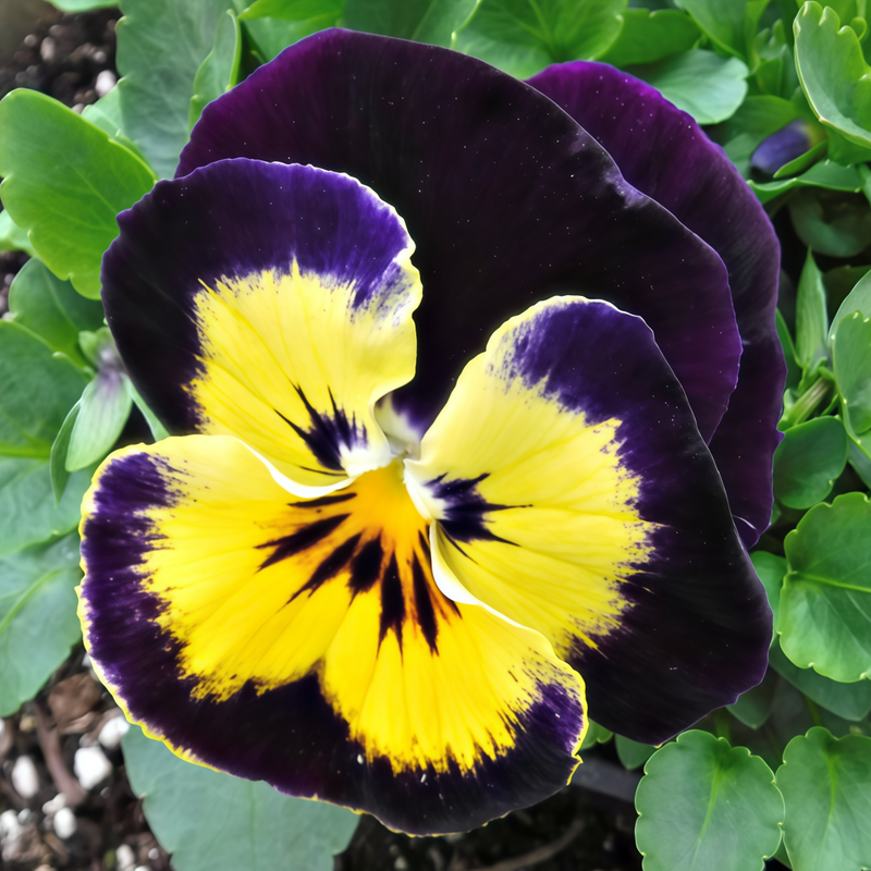 Viola Brown Edge Yellow Core Seeds up to 50%