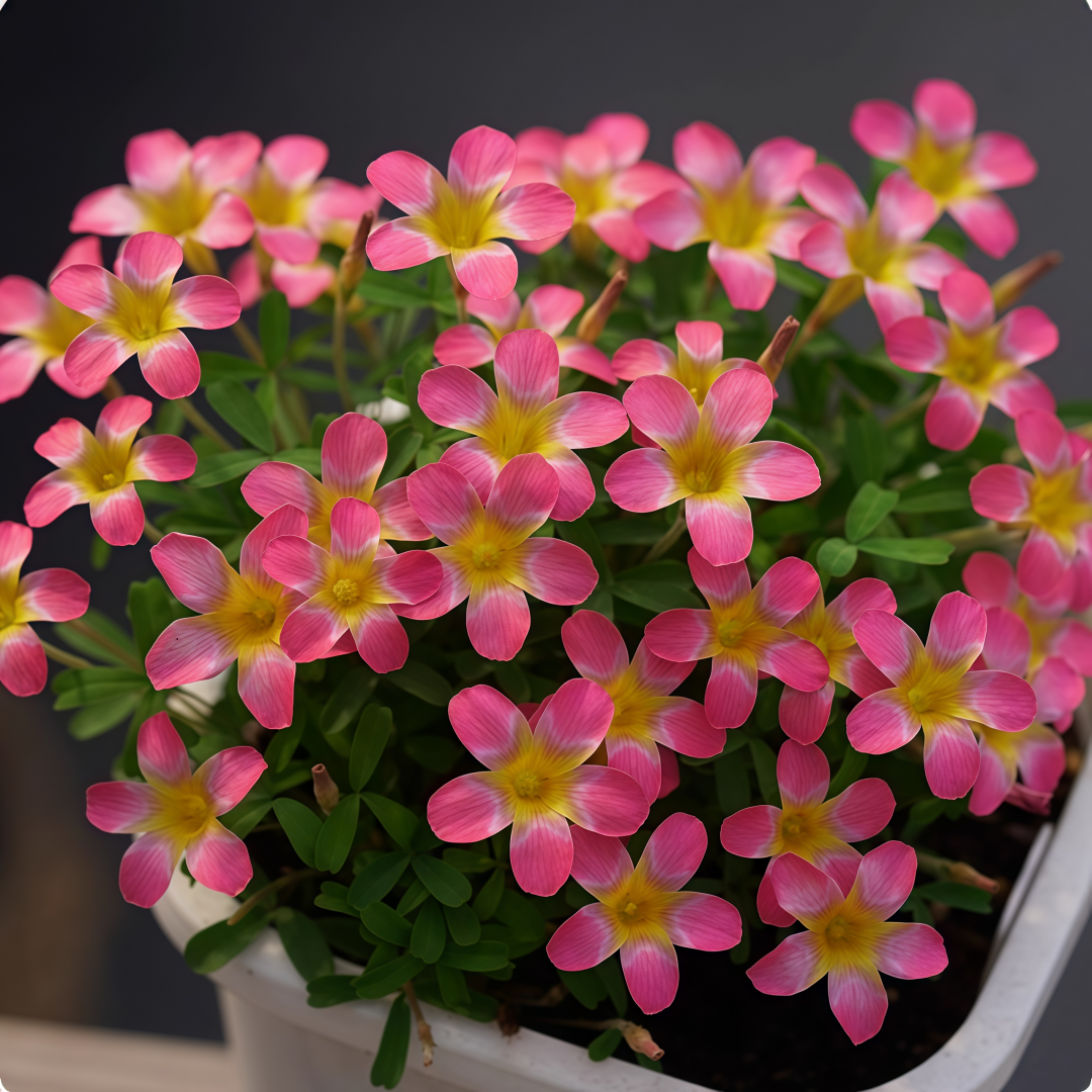 Oxalis Bulbs Collection – Pink, White, Peach Glow, Sunrise, Shy Moon, Medusa, Candy Box – Early Blooming Varieties