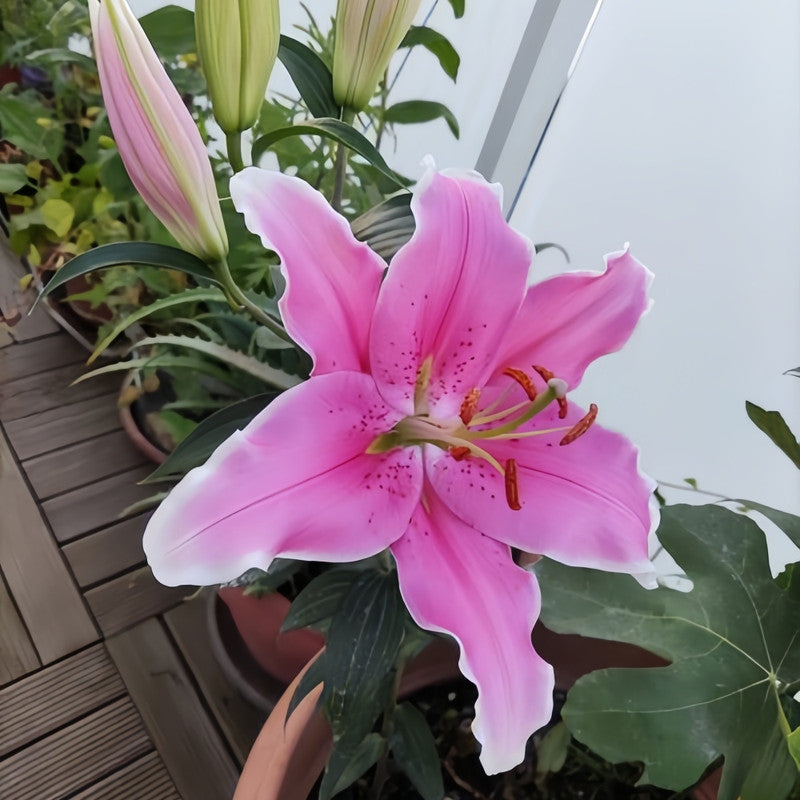 Lily Bulbs - Sorbonne