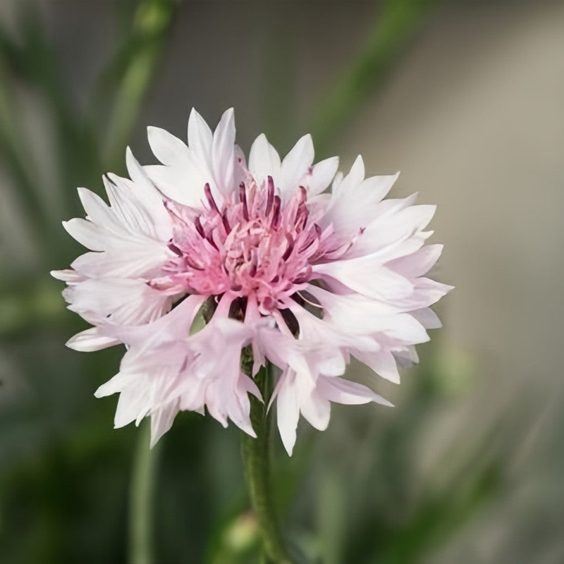 Cornflower / Bachelor Button Seeds - Pink Red Larger Packet High Germination 1000-5000 Onsaleseeds