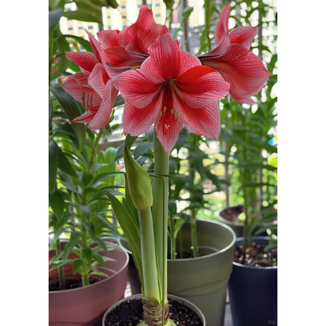 Amaryllis Bulbs ¨C Stunning Winter Blooms | up to 50% Off